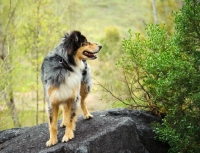 Picture of Australian Shepherd standing on rock