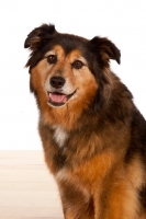 Picture of Australian Shepherd x Shetland Sheepdog portrait