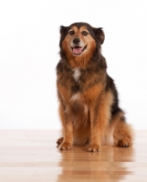 Picture of Australian Shepherd x Shetland Sheepdog