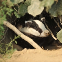 Picture of badger emerging from sett