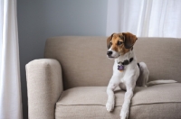 Picture of Beagle Mix lying down on couch.