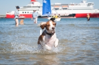 Picture of Beagle/spaniel cross running in water