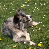 Picture of bearded collie x border collie cross bred, lying on lawn