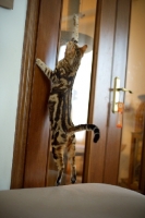 Picture of Beautiful marble Bengal jumping