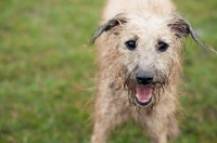 Picture of Bedlington x Whippet