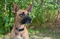 Picture of Belgian Malinois Mixed Breed Dog with greenery in the background.