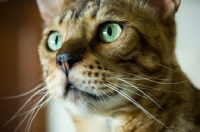 Picture of Bengal cat close up