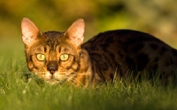 Picture of Bengal cat lying in grass