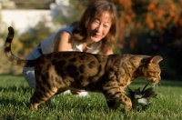 Picture of Bengal cat near owner