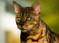 Picture of Bengal cat