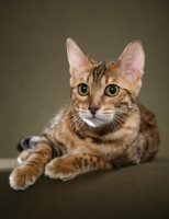 Picture of Bengal lying down in studio