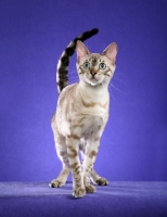 Picture of Bengal on purple background