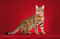 Picture of Bengal on red background