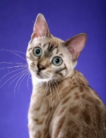 Picture of Bengal portrait in studio