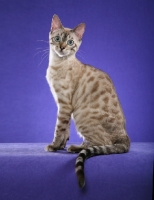 Picture of Bengal sitting down