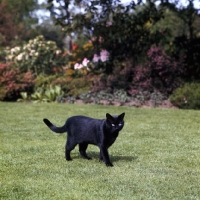 Picture of beverley nichols' black cat in his garden