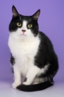 Picture of bi-coloured cat on sitting on purple background