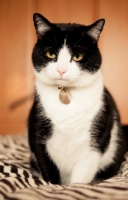 Picture of bi-coloured cat sitting down at home