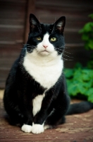 Picture of bi-coloured cat sitting in garden