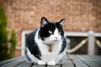 Picture of bi-coloured short haired cat crouching on table