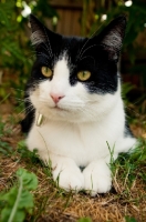 Picture of bi-coloured short haired cat in garden