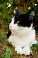 Picture of bi-coloured short haired cat lying on grass