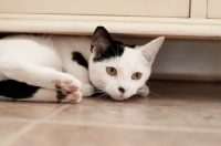 Picture of bi-coloured short haired cat lying underneath cupboard