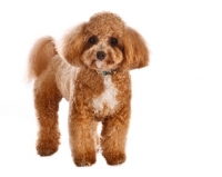 Picture of bichon poodle cross