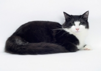 Picture of Black & White Norwegian Forest Cat on white background