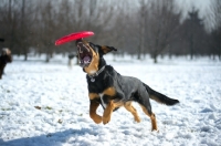 Picture of black and tan mongrel dog jumping to catch frisbee in the air, snowy environment