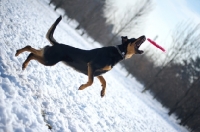 Picture of black and tan mongrel dog jumping to catch frisbee in the air, snowy environment