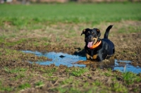 Picture of black and tan mongrel dog resting in a puddle in a field