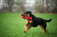 Picture of black and tan mongrel dog retrieving toy in a field