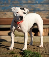 Picture of black and white American Staffordshire Terrier