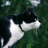 Picture of black and white cat  wearing a collar