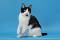 Picture of black and white cat looking away