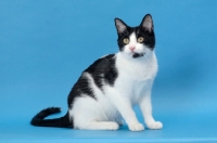 Picture of black and white cat looking away