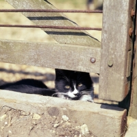 Picture of black and white cat looking under a gate