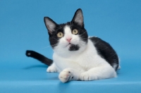 Picture of black and white cat looking up