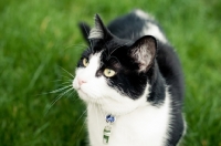 Picture of black and white cat on grass