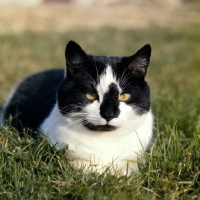 Picture of black and white cat resting in grass