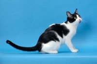 Picture of black and white cat side view