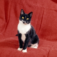 Picture of black and white cat sitting indoors