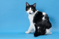 Picture of black and white cat sitting on blue background