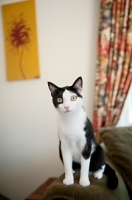 Picture of black and white cat sitting on chair