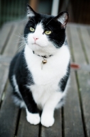 Picture of black and white cat sitting on garden table