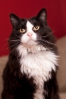 Picture of Black and white cat sitting