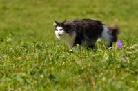 Picture of black and white cat walking in field