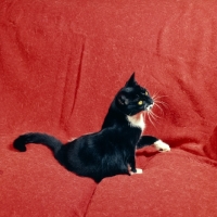 Picture of black and white cat with a paw up