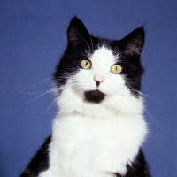 Picture of black and white cat with symmetrical markings